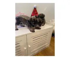 3 miniature Schnauzer puppies for sale - 1