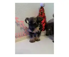 3 miniature Schnauzer puppies for sale - 2