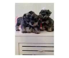 3 miniature Schnauzer puppies for sale - 3
