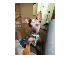 Sweet 3 months old Blue heeler puppy for sale - 1