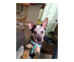 Sweet 3 months old Blue heeler puppy for sale - 3