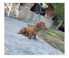 2 month old dachshund male puppy Gardena - Puppies for Sale Near Me