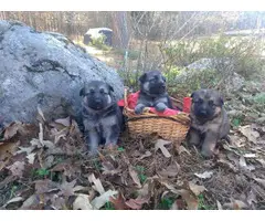 6 Purebred german shepherd puppies