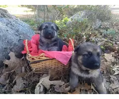 6 Purebred german shepherd puppies - 2