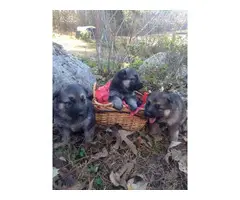 6 Purebred german shepherd puppies - 3
