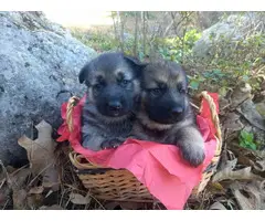 6 Purebred german shepherd puppies - 4