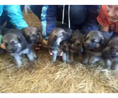 6 Purebred german shepherd puppies - 5