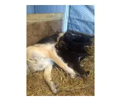 6 Purebred german shepherd puppies - 10