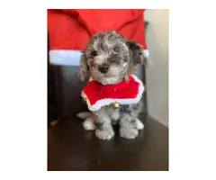 Chihuahua Mini Poodle puppies for sale - 4