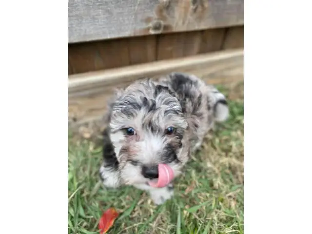 Chihuahua Mini Poodle puppies for sale - 5/8