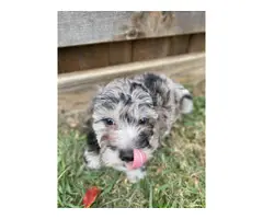 Chihuahua Mini Poodle puppies for sale - 5
