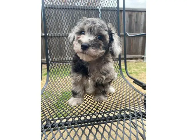 Chihuahua Mini Poodle puppies for sale - 6/8