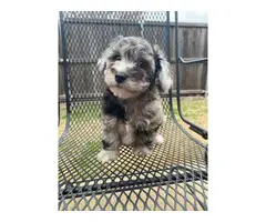Chihuahua Mini Poodle puppies for sale - 6