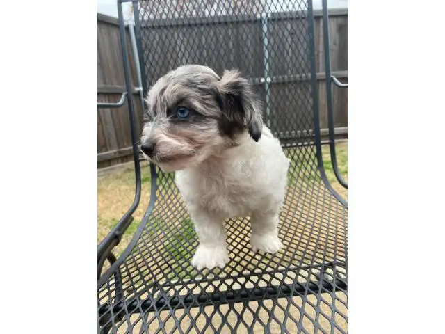 Chihuahua Mini Poodle puppies for sale - 7/8