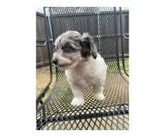 Chihuahua Mini Poodle puppies for sale - 7