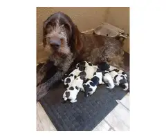 9 German Wirehaired Pointer Puppies for sale