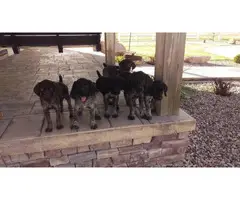 9 German Wirehaired Pointer Puppies for sale - 2