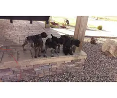 9 German Wirehaired Pointer Puppies for sale - 3
