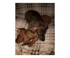 Miniature Dachshund puppies looking for responsible home