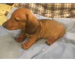 Miniature Dachshund puppies looking for responsible home - 2