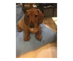 Miniature Dachshund puppies looking for responsible home - 3