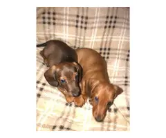 Miniature Dachshund puppies looking for responsible home - 4