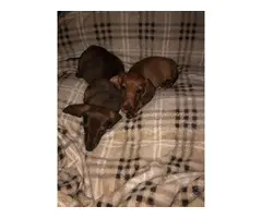 Miniature Dachshund puppies looking for responsible home - 5