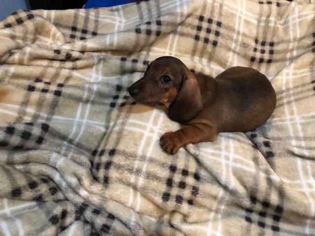 Miniature Dachshund puppies looking for responsible home ...
