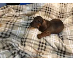 Miniature Dachshund puppies looking for responsible home - 6