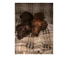 Miniature Dachshund puppies looking for responsible home - 7
