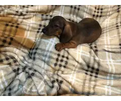 Miniature Dachshund puppies looking for responsible home - 8