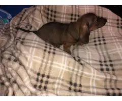Miniature Dachshund puppies looking for responsible home - 10