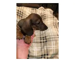 Miniature Dachshund puppies looking for responsible home - 11