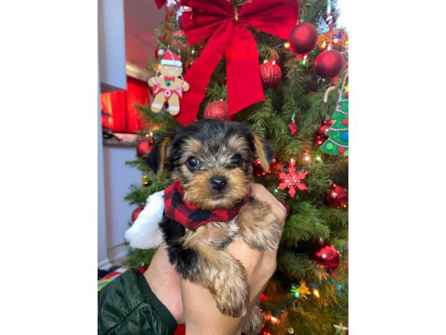 2 Yorkie puppies for Christmas in Los Angeles, California ...