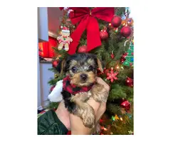 2 Yorkie puppies for Christmas