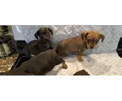 4 male Chiweenie Puppies looking for the best homes - 2