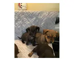 4 male Chiweenie Puppies looking for the best homes - 3