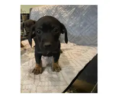 4 male Chiweenie Puppies looking for the best homes - 4