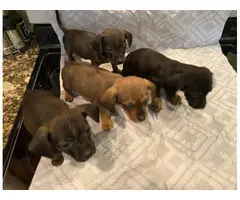 4 male Chiweenie Puppies looking for the best homes - 5