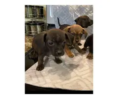 4 male Chiweenie Puppies looking for the best homes - 6