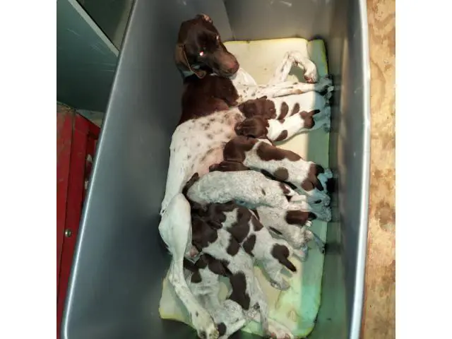 7 German Shorthaired Pointer Puppies for Sale - 1/5