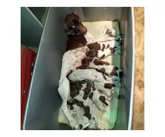 7 German Shorthaired Pointer Puppies for Sale