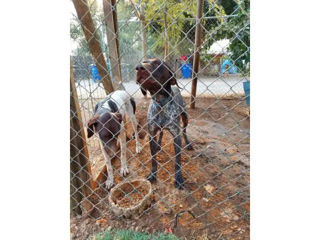 7 German Shorthaired Pointer Puppies for Sale - 3/5