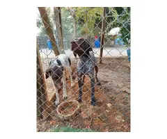 7 German Shorthaired Pointer Puppies for Sale - 3