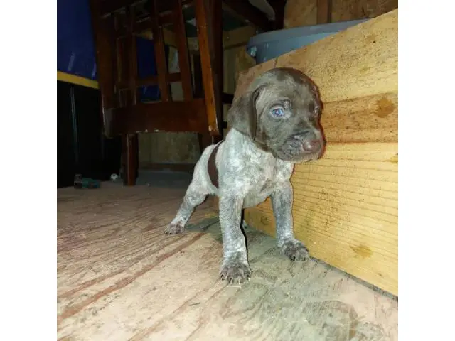 7 German Shorthaired Pointer Puppies for Sale - 4/5