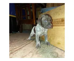 7 German Shorthaired Pointer Puppies for Sale - 4