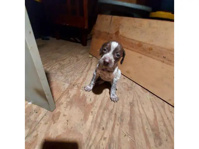 7 German Shorthaired Pointer Puppies for Sale - 5/5