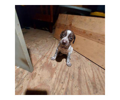 7 German Shorthaired Pointer Puppies for Sale in Fresno ...
