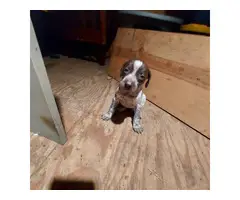7 German Shorthaired Pointer Puppies for Sale - 5