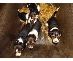 5 Beagle puppies available
